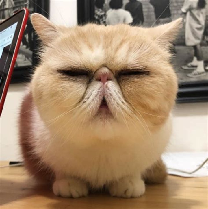 23 Funny Photos of Pets Looking Extra Grumpy — Best Life