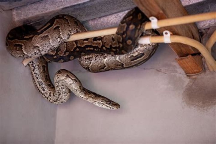 6 Reasons Snakes Come in Your House, Experts Say