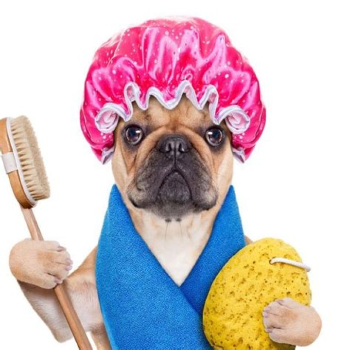 How Often You Should Really Clean Your Pet Bowls